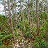 Plants: image 111 Of 131 Thumb